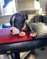 American Bully Puppies for sale in Darby, PA, USA. price: NA