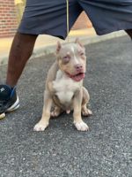 American Bully Puppies for sale in Mt Holly, NJ, USA. price: NA