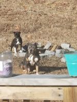American Bully Puppies for sale in Louisburg, NC 27549, USA. price: NA