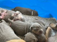 American Bully Puppies for sale in Zephyrhills, FL, USA. price: NA