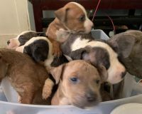 American Bully Puppies for sale in Fairfield, AL, USA. price: NA