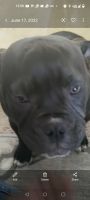 American Bully Puppies for sale in French Camp, CA 95231, USA. price: NA