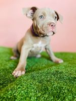 American Bully Puppies for sale in Myrtle Beach, SC 29577, USA. price: NA