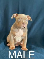 American Bully Puppies for sale in Porterville, CA 93257, USA. price: NA
