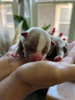 American Bully Puppies for sale in San Francisco Bay Area, CA, USA. price: NA