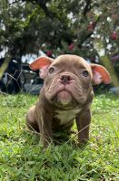 American Bully Puppies for sale in TEMPLE TERR, FL 33637, USA. price: NA