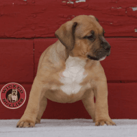 American Bully Puppies for sale in Freetown, MA, USA. price: NA