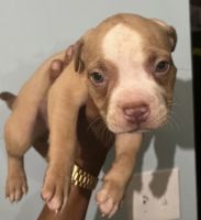 American Bully Puppies for sale in New York, NY, USA. price: NA