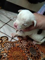 American Bully Puppies for sale in Gwalior, Madhya Pradesh, India. price: 35000 INR