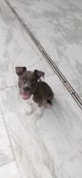 American Bully Puppies for sale in Dehradun, Uttarakhand, India. price: 10000 INR