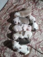American Bully Puppies for sale in Bahadurgarh, 124507, India. price: 12000 INR