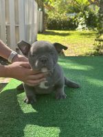 American Bully Puppies for sale in Pompano Beach, FL, USA. price: NA