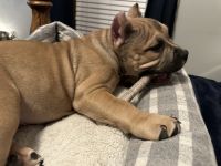 American Bully Puppies for sale in Springfield, IL, USA. price: NA