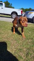 American Bully Puppies for sale in Ocala, FL, USA. price: NA