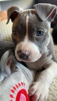 American Bully Puppies for sale in Riverside, CA, USA. price: $1,000