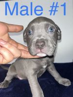 American Bully Puppies for sale in Highland, CA, USA. price: NA