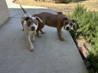 American Bully Puppies for sale in San Bernardino, CA 92404, USA. price: $400