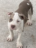 American Bully Puppies for sale in Winter Park, FL 32789, USA. price: $500