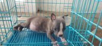 American Bully Puppies for sale in Olarikkara, Thrissur, Kerala, India. price: 25000 INR