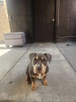 American Bully Puppies for sale in Las Vegas, NV, USA. price: $500