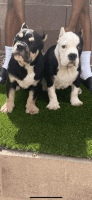 American Bully Puppies for sale in Las Vegas, NV, USA. price: $3,000