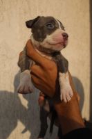 American Bully Puppies for sale in Mumbai, Maharashtra, India. price: 25,000 INR
