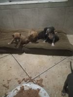 American Bully Puppies for sale in Tulsa, OK, USA. price: $150
