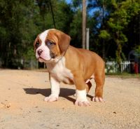American Bully Puppies for sale in Melrose, FL 32666, USA. price: $250,000