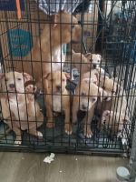American Bully Puppies for sale in Jacksonville, FL, USA. price: $100