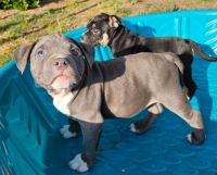 American Bully Puppies for sale in Rancho Cucamonga, CA, USA. price: $1,500