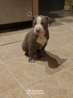 American Bully Puppies for sale in Whitehouse, TX 75791, USA. price: $2,500