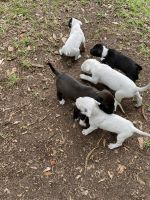 American Bully Puppies for sale in Greenville, SC, USA. price: $200