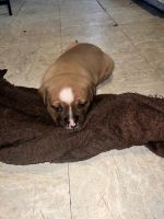 American Bully Puppies for sale in New York, NY, USA. price: $90,000
