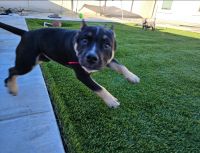 American Bully Puppies for sale in Rancho Cucamonga, CA, USA. price: $2,000