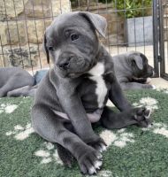 American Bully Puppies for sale in Chicago, IL, USA. price: $750