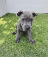 American Bully Puppies for sale in Chicago, IL, USA. price: $850