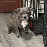 American Bully Puppies for sale in Northwood, OH 43605, USA. price: $2,500