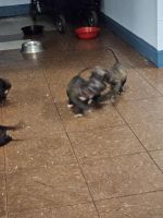 American Bully Puppies for sale in Brooklyn, NY, USA. price: $300