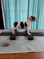American Bully Puppies for sale in Ocala, FL, USA. price: $500