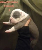 American Bully Puppies for sale in Alafaya, FL 32825, USA. price: $650