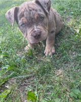 American Bully Puppies for sale in Sterling, IL 61081, USA. price: $1,000