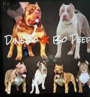American Bully Puppies for sale in Dallas, TX, USA. price: NA