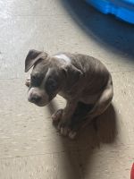 American Bully Puppies for sale in Brooklyn, NY, USA. price: $850