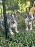 American Bully Puppies for sale in Jefferson City, TN, USA. price: $3,500