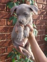 American Bully Puppies for sale in Ottawa, ON, Canada. price: $1,000