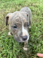 American Bully Puppies for sale in Suffolk, VA, USA. price: $500