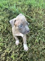American Bully Puppies for sale in Suffolk, VA, USA. price: $400