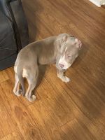 American Bully Puppies for sale in Jacksonville, FL, USA. price: $3,400