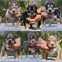American Bully Puppies for sale in Michigan Ave, Chicago, IL, USA. price: $2,000