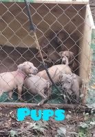 American Bully Puppies for sale in Lancaster, SC 29720, USA. price: $400